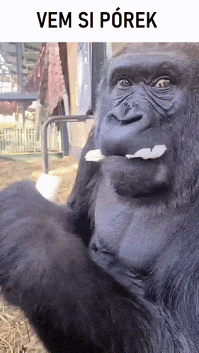 a picture of a gorilla with the words vem si porek on the bottom