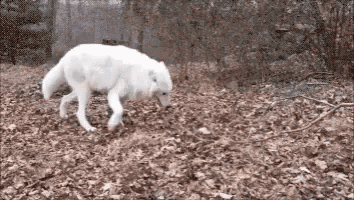 a white dog is walking through a pile of leaves .