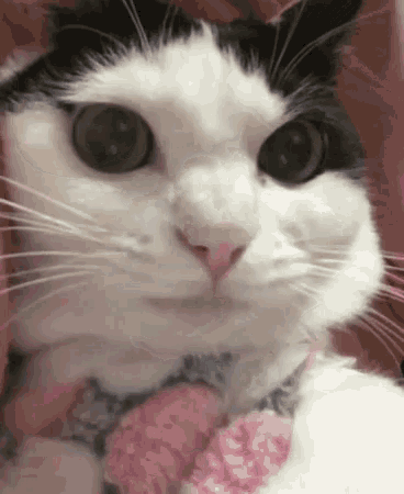 a black and white cat wearing a pink bow tie looks at the camera