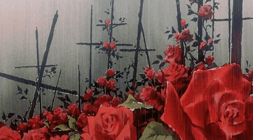 a bunch of red roses are in the rain