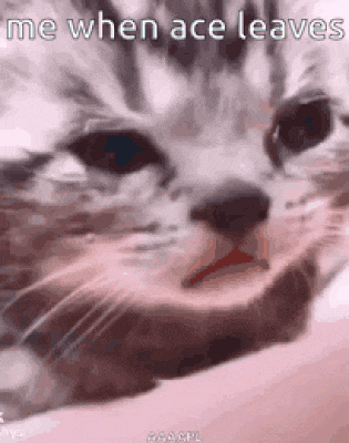 a close up of a cat 's face with the words `` me when ace leaves '' written on the bottom .