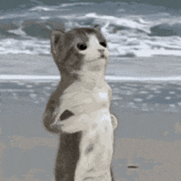 a cat is standing on its hind legs on a beach looking at the ocean .