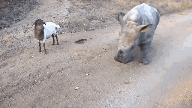 Playing Meet Six Rescued Rhinos That Survived Poaching GIF