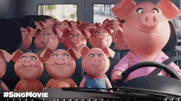 Sing Rosita GIF - Sing Sing Movie Pig GIFs
