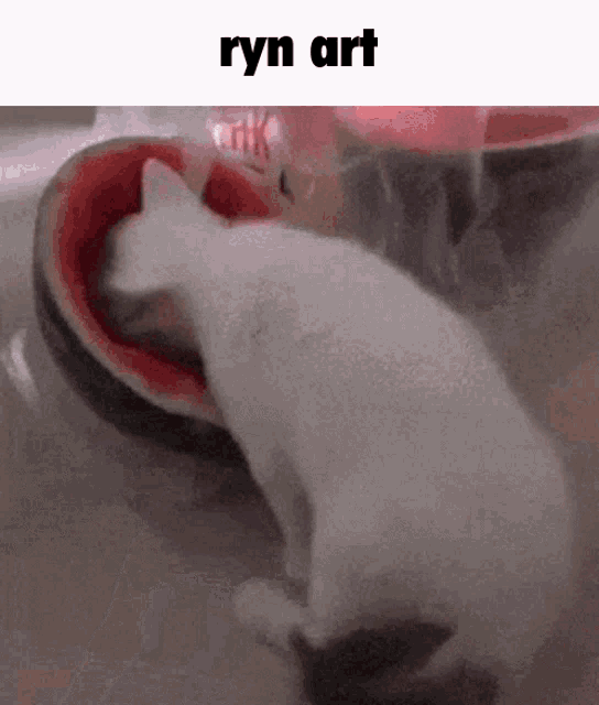 a white cat is eating a slice of watermelon