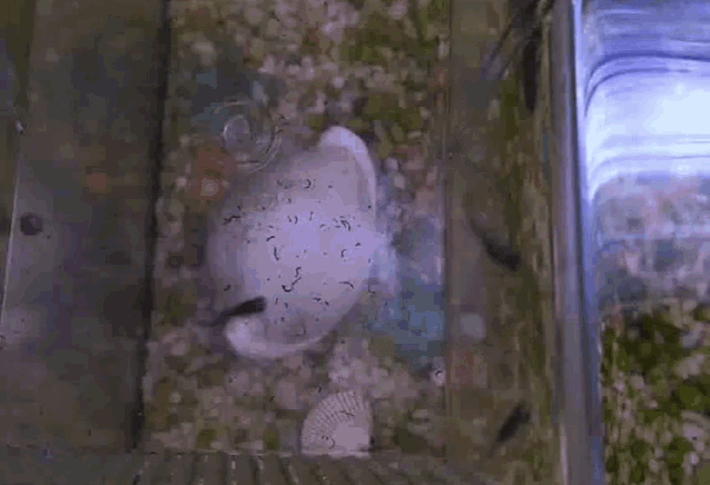 a fish is swimming in a tank with a bottle of water nearby
