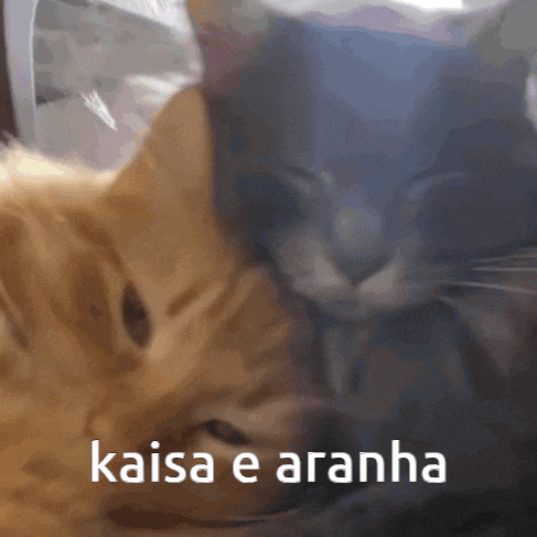 two cats are laying next to each other with the words kaisa e aranha in the corner