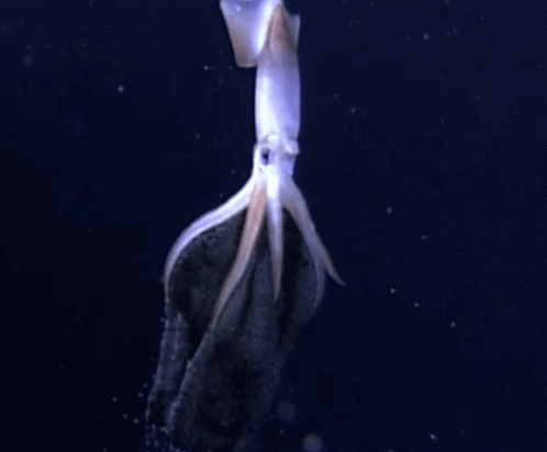 Squid Nature GIF - Squid Nature Livesquid GIFs