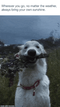 a white dog holding a bunch of flowers in its mouth with a caption that says wherever you go no matter the weather