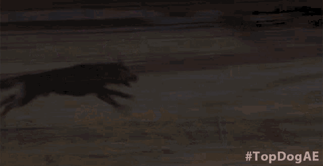 a blurred image of a dog running with #topdogae written below it