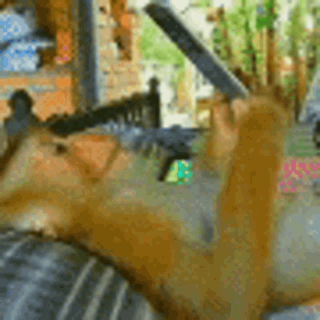 a squirrel is laying on its back on a couch with a knife in its mouth .