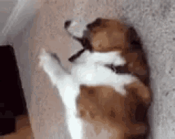 a brown and white dog is laying on its back on a wall .