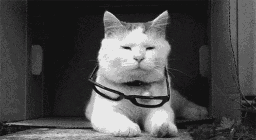 a cat is wearing glasses and laying in a box .
