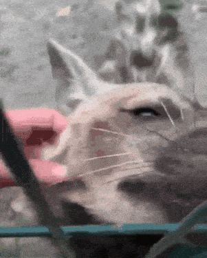 a close up of a cat looking through a fence