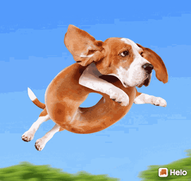a dog that looks like a donut is jumping in the air with helo written on the bottom