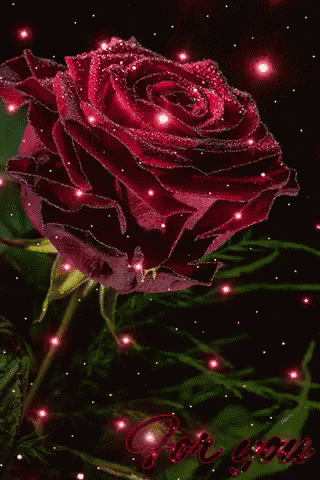 a red rose is surrounded by lights and the words for you