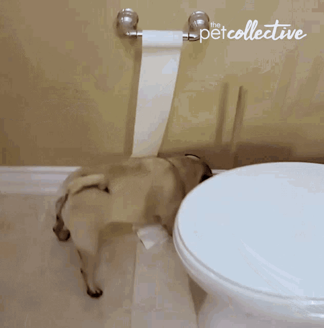 Playing The Pet Collective GIF - Playing The Pet Collective Toilet Paper GIFs