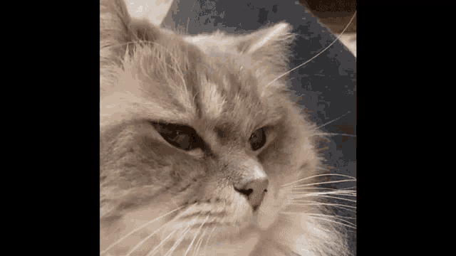 a close up of a cat 's face with long whiskers