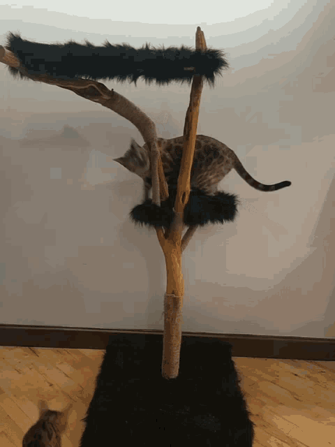 Cat Tree GIF