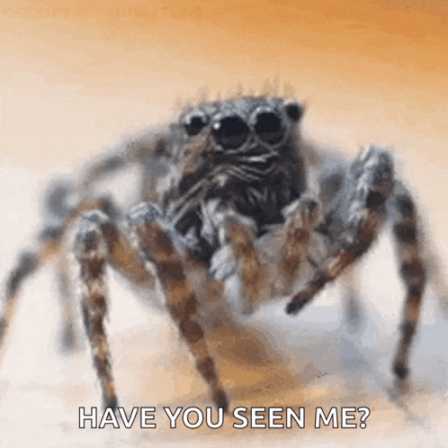 a close up of a jumping spider with the words `` have you seen me '' written on it .