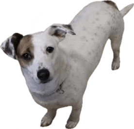 a small white dog with brown spots standing on a white background