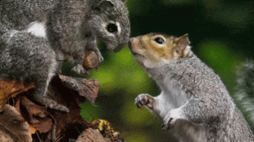 Later Loser GIF - Nut Squirrels Steal GIFs