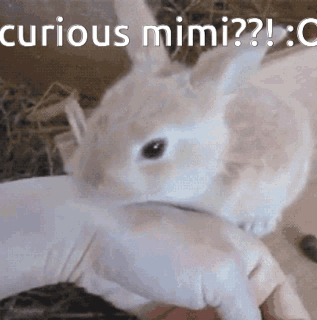 Mimi Mimi Curious GIF - Mimi Mimi Curious Miyo GIFs