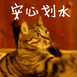 a cat with chinese writing on the background