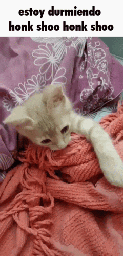 a kitten is laying on a pink blanket with a purple pillow in the background .