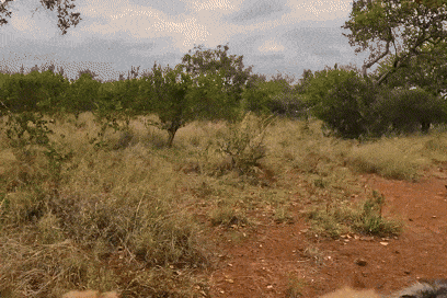 a dirt path going through a grassy field