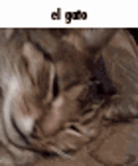 a close up of a cat sleeping on the floor with the words el gato written above it .