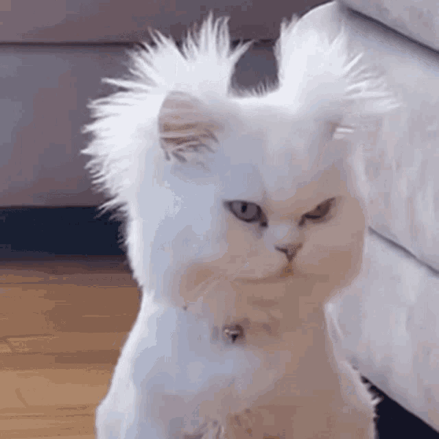 Per Lover Kitty Cat GIF - Per Lover Kitty Cat Angry Cat GIFs