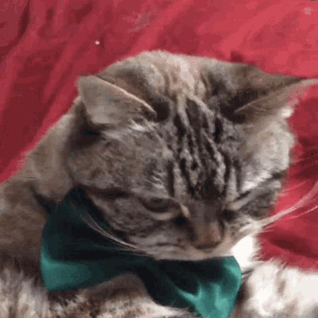 Cat What Do You Want GIF - Cat What Do You Want What Did You Say GIFs