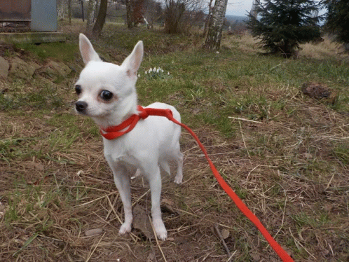 a small white chihuahua wearing a red collar and leash