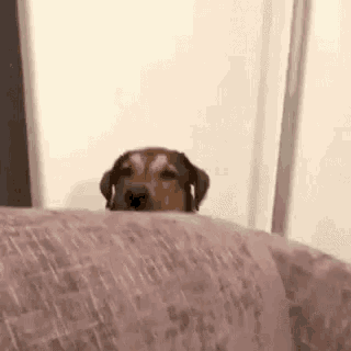 Uh Oh Hiding GIF