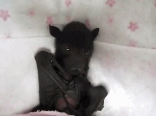 Bat Yawn GIF - Bat Yawn Sleepy GIFs