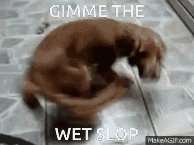 Wet Slop Teamcas GIF - Wet Slop Teamcas Dog GIFs