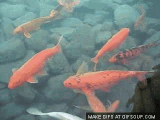 Qızıl Balığ Kızıl Balık GIF - Qızıl Balığ Kızıl Balık Fishes GIFs