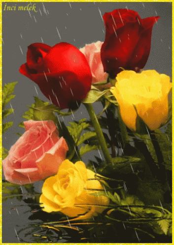 Roses Flowers GIF - Roses Flowers Rain GIFs