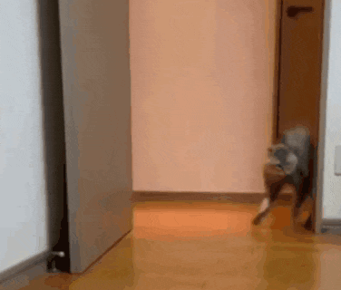 a cat is walking through a doorway in a hallway .