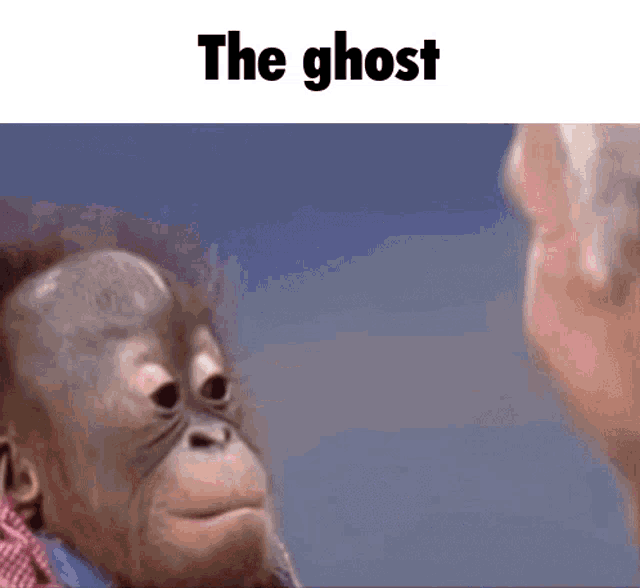The Ghost Ghost GIF - The Ghost Ghost Monkey GIFs