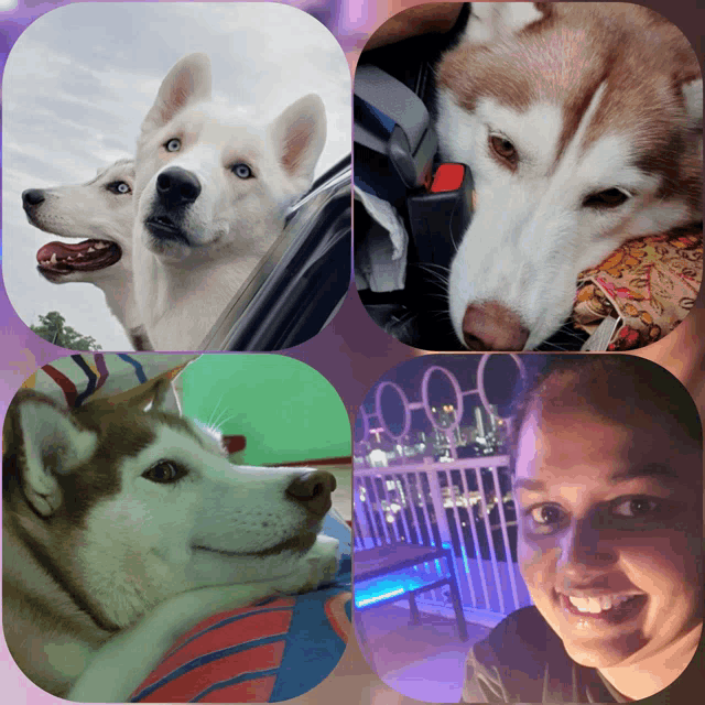 a collage of four pictures of husky dogs