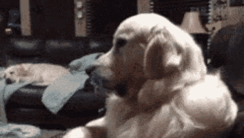 Cute Dog GIF - Cute Dog Golden Retriever GIFs