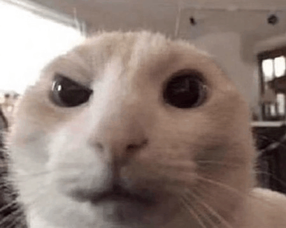 Funny Cat GIF - Funny Cat Side Eye GIFs