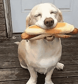 a dog is holding a hot dog in its mouth while standing on a porch .
