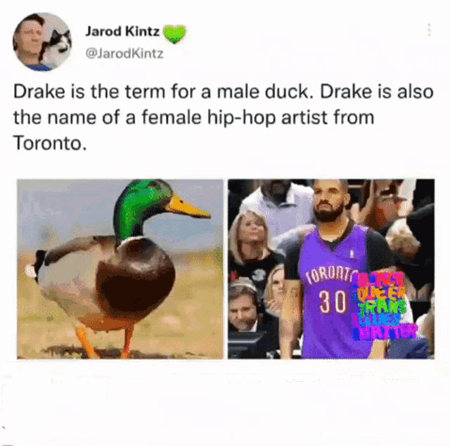 drake is the term for a male duck and drake is also the name of a female hip hop artist from toronto
