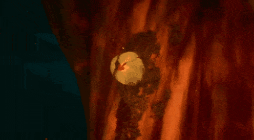 a red flower with flames coming out of it is surrounded by a dark background