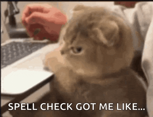 a cat sitting in front of a laptop with the words spell check got me like written below it