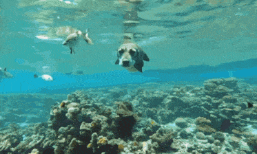 a dog is swimming with fish in the ocean near a coral reef