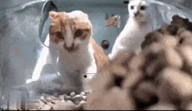 two cats are standing next to each other in a clear cage .